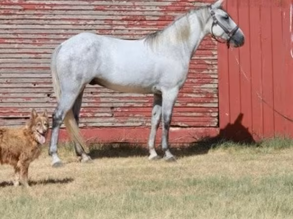 Caballo, Tennessee Walking Horse