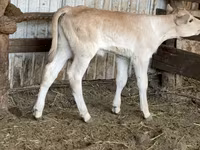 गाय, मवेशी — फ़ोटो 3