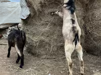 Kozel, Alpine goat — foto 4