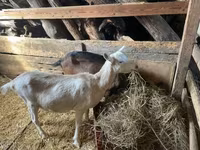 Коза, Alpine goat — фото 2