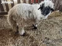 公羊, Wallis Country sheep — 照片 2