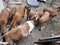 Beran, Cameroon sheep — foto 2