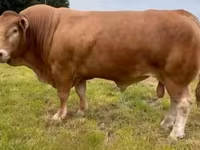 Taureau, Vache limousine — photo 6