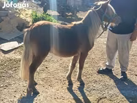 雄馬, Shetland Pony — 写真 2