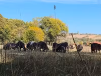 母牛, Cattle — 照片 4