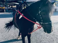 حصان, Shetland Pony — الصورة 6