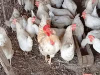Chickens — photo 2