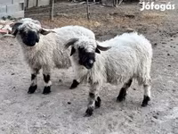 Owca, Valais Blacknose sheep — zdjęcie 2