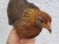 Chickens — Foto 1
