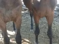 Cheval, Furioso-North Star — photo 4