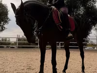 فرس, Friesian sport horse — الصورة 3