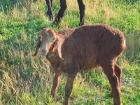 Yegua, Caballos — foto 3
