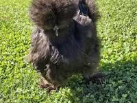 Silkie — foto 2