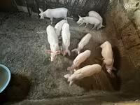 मादा सूअर, Ландрас — फ़ोटो 5
