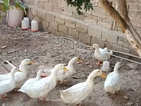 Ducks — zdjęcie 3