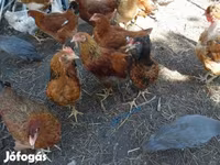Chickens — foto 3