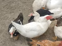 Ducks — الصورة 2