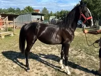 Kobyła, Dutch warmblood horse — zdjęcie 2