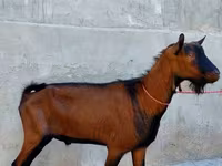 बकरा, Alpine goat — फ़ोटो 2