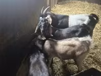 Billy Goat, Nubian Goat — photo 1