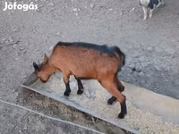 Cabra, Alpine goat — foto 6