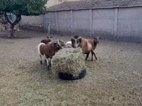 Widder, Cameroon sheep — Foto 4