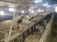 Schaf, Ile-de-France sheep — Foto 2