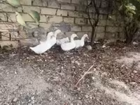 Ducks — photo 2