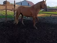公马, Kushum Horse — 照片 1