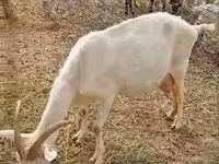 Chèvre, Saanen goat — photo 1