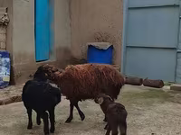 Owca, Owce — zdjęcie 5