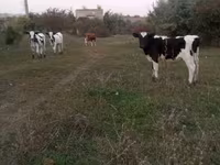Touro, Russian Black pied cattle — foto 1