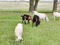 母山羊, Saanen goat — 照片 7