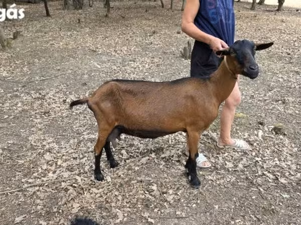 Chèvre, Alpine goat