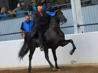 Cheval, Rocky Mountain Horse — photo 4