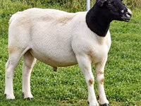 Carnero, Beltex sheep — foto 1