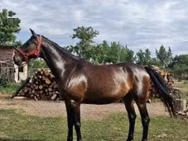 Yegua, Nonius horse