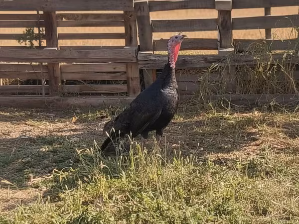 Norfolk Black