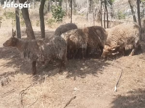 Bélier, Racka sheep