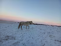Mare, Yakutian horse — photo 2