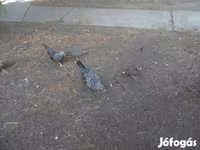 bantam japonais — photo 4