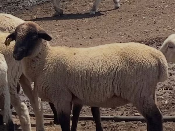 Bélier, Hampshire sheep