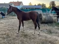 Kůň, Dutch warmblood horse — foto 8