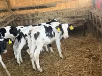 Býk, Russian Black pied cattle — foto 6