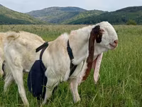 تيس, Gulabi goats — الصورة 3
