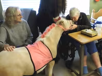 فرس, Miniature horse — الصورة 4