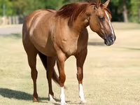 فرس, Quarter Horse — الصورة 5