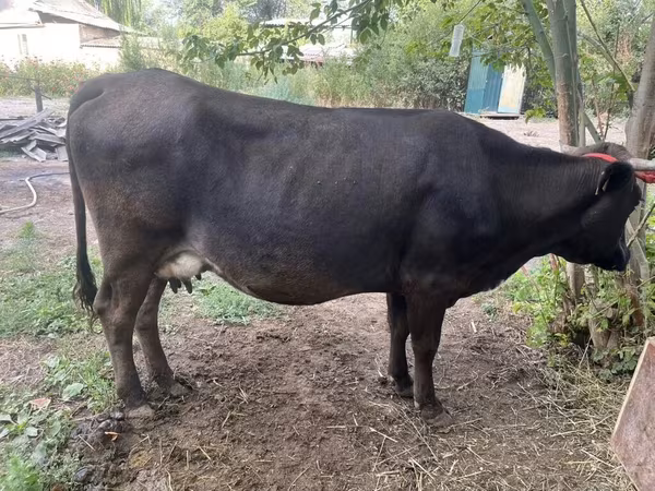 Vache, Ukrainian Brown Dairy Cattle