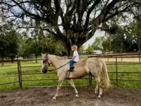 Caballo, Quarter Horse — foto 8