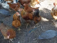 Chickens — الصورة 3